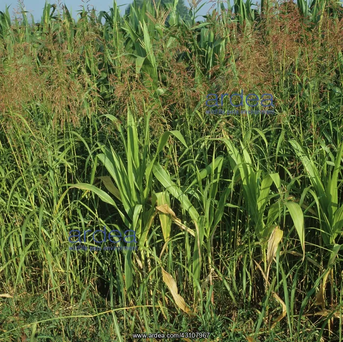 : Johnson grass : Johnson grass