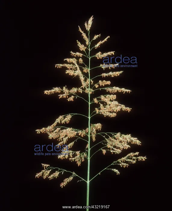: Johnson grass (Sorghum halepense) : Johnson grass (Sorghum halepense)