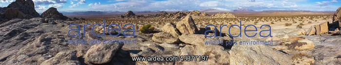 : Johnson Valley, California : Johnson Valley, California