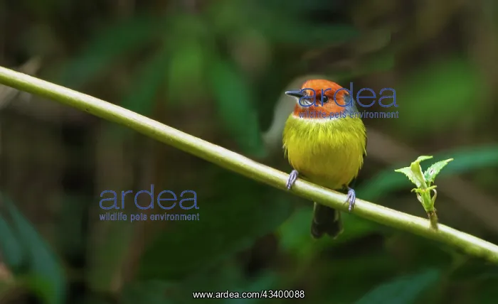 : Johnson's tody- flycatcher searching for a meal : Johnson's tody- flycatcher searching for a meal