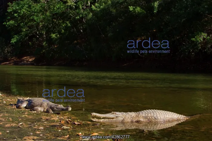 : Johnston Crocodile - big Freshwater Crocodiles : Johnston Crocodile - big Freshwater Crocodiles