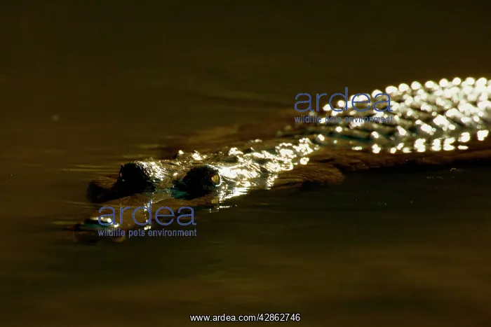 : Johnston Crocodile - portrait of a big Freshwater : Johnston Crocodile - portrait of a big Freshwater