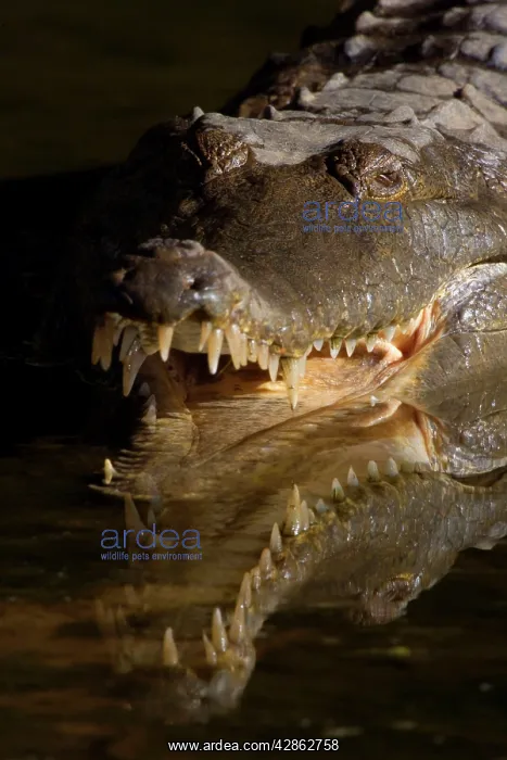 : Johnston Crocodile - front portrait of a big Freshwater : Johnston Crocodile - front portrait of a big Freshwater