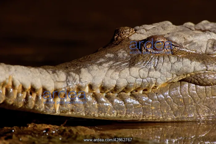 : Johnston Crocodile - side view portrait of a big : Johnston Crocodile - side view portrait of a big