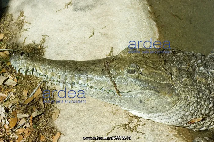 : Johnston's Crocodile : Johnston's Crocodile