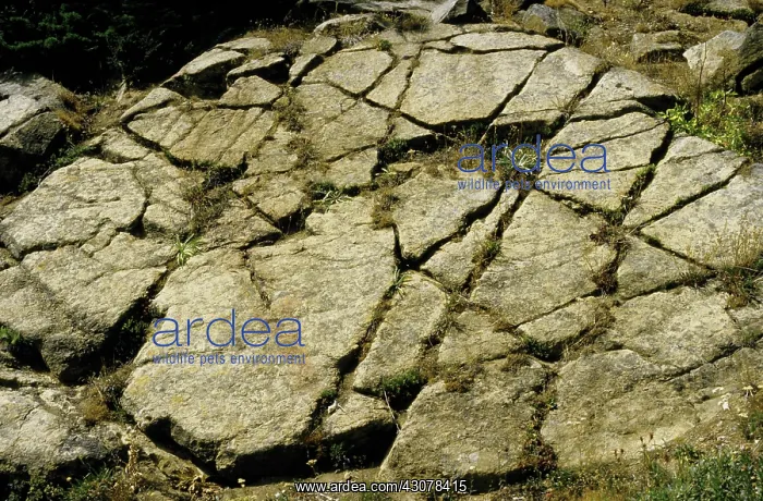 : Joints in ultramafic rock : Joints in ultramafic rock