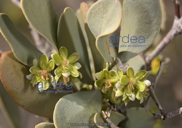 : Jojoba (Simmondsia chinensis). California, USA : Jojoba (Simmondsia chinensis). California, USA