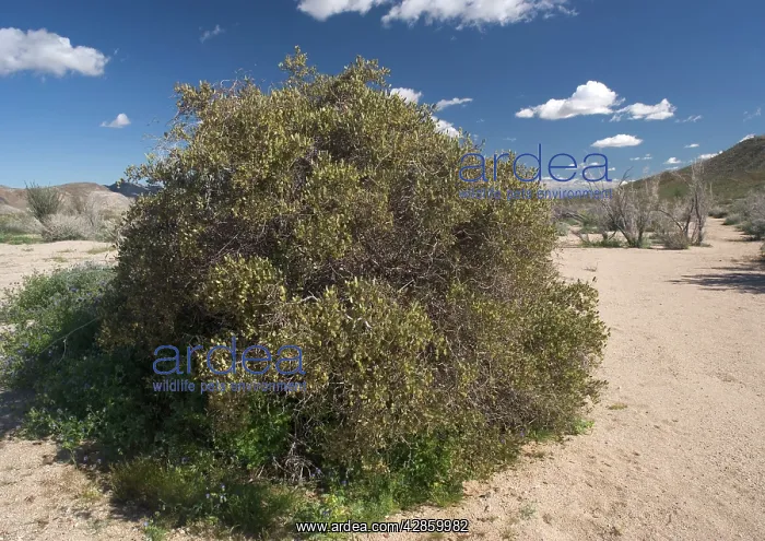 : Jojoba (Simmondsia chinensis). California, USA : Jojoba (Simmondsia chinensis). California, USA