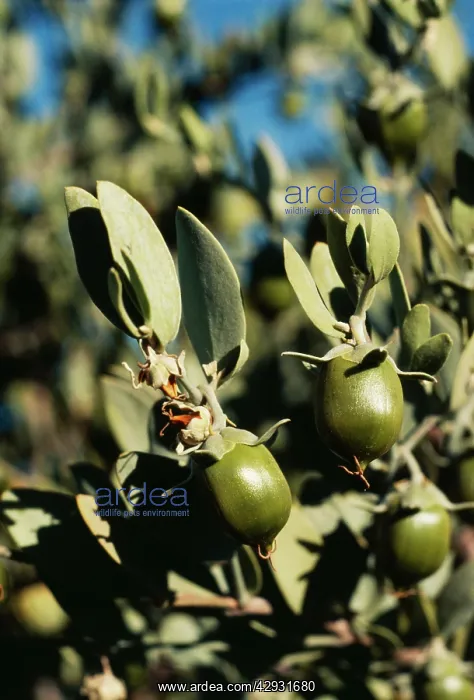 : Jojoba (Simmondsia chinensis). SW Desert, USA : Jojoba (Simmondsia chinensis). SW Desert, USA