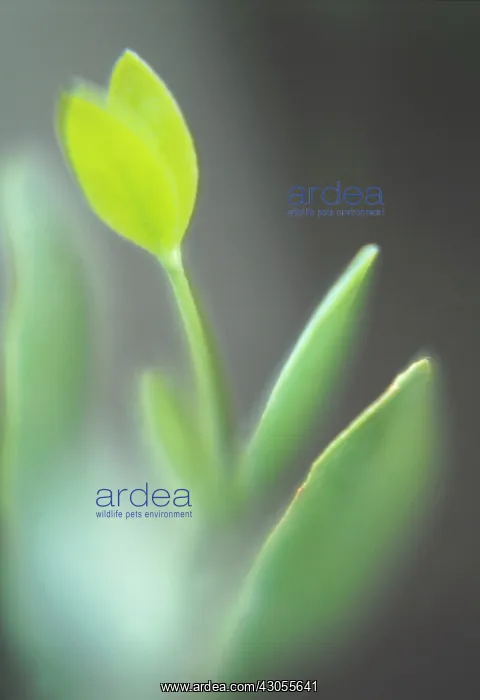 : Jojoba, Simmondsia chinensis : Jojoba, Simmondsia chinensis