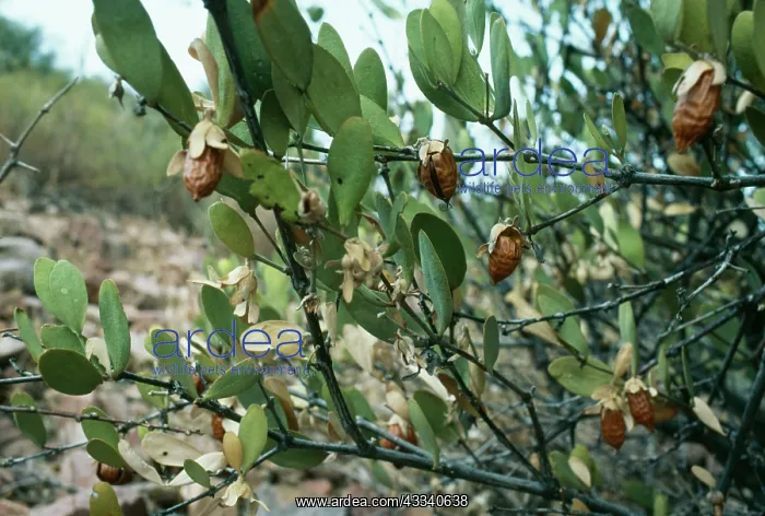  : JOJOBA BEANS ON BUSH