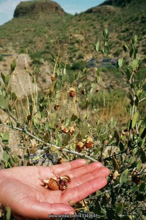 : Jojoba beans - in hand : Jojoba beans - in hand