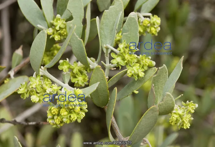 : Jojoba - bush with male flowers : Jojoba - bush with male flowers