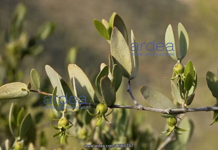 : Jojoba - female flowers developing fruit : Jojoba - female flowers developing fruit