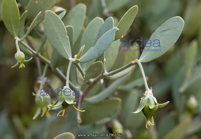 : Jojoba - female flowers developing fruit : Jojoba - female flowers developing fruit