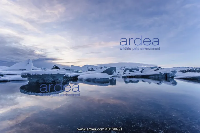  : Jokulsarlon, icebergs, ice