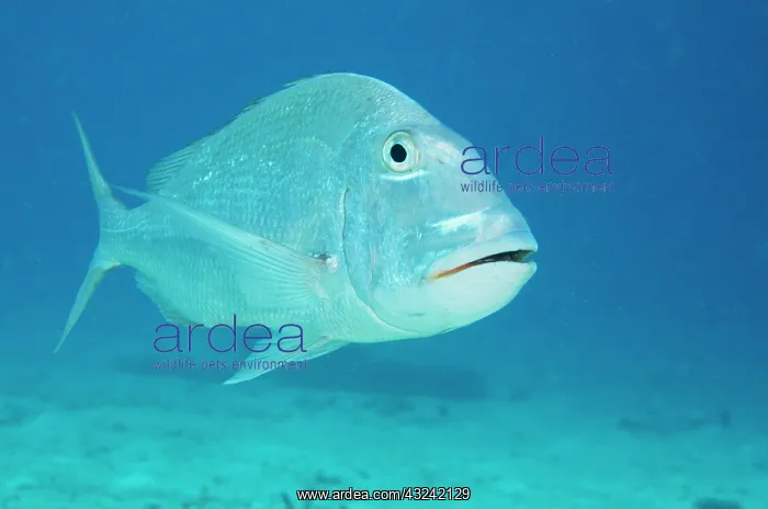 : Jolthead Porgy (Calamus bajonado), Bonaire : Jolthead Porgy (Calamus bajonado), Bonaire