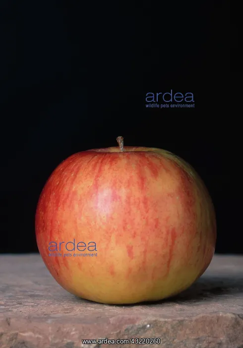 : Jonagold Apple : Jonagold Apple