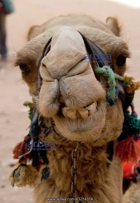 : Jordan, Ancient Nabataean city of Petra : Jordan, Ancient Nabataean city of Petra