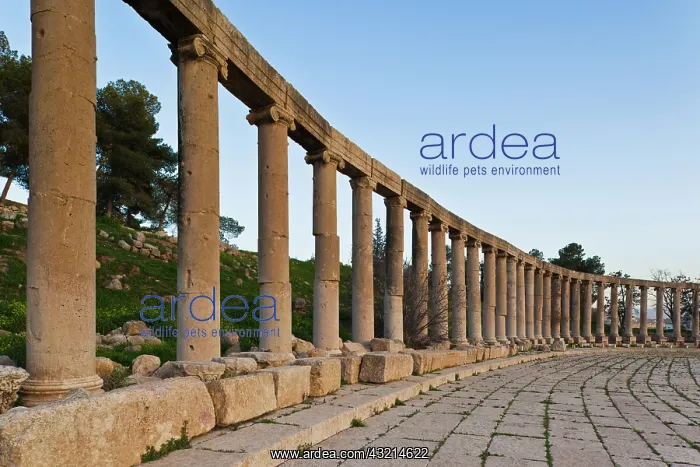 : Jordan, Jerash, Roman-era city ruins, columns : Jordan, Jerash, Roman-era city ruins, columns