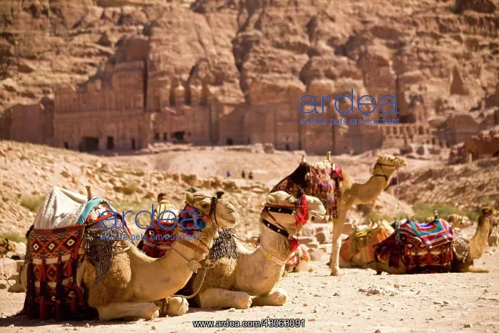 : Jordan, Petra. Bedouin camel caravan rests : Jordan, Petra. Bedouin camel caravan rests