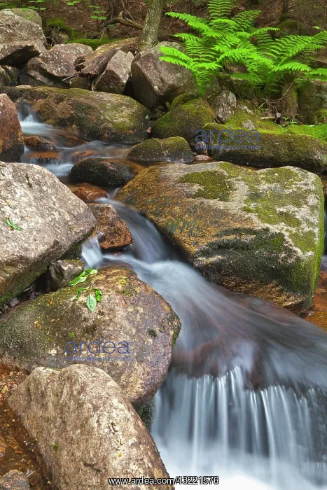 : Jordan Stream in Acadia National Park, Maine : Jordan Stream in Acadia National Park, Maine