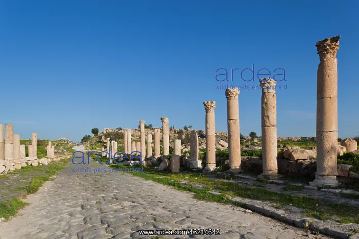 : Jordan, Umm Qais-Gadara, ruins of ancient : Jordan, Umm Qais-Gadara, ruins of ancient