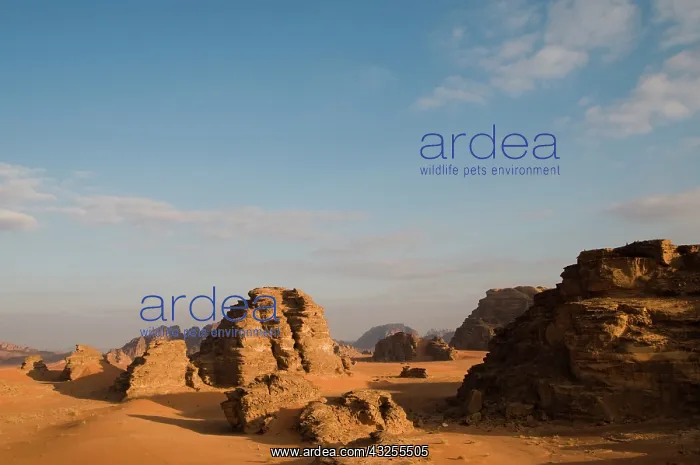 : Jordan, Wadi Rum desert : Jordan, Wadi Rum desert