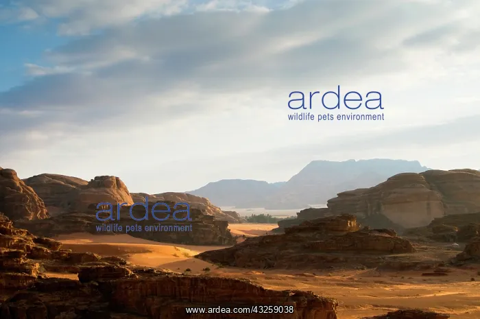 : Jordan, Wadi Rum desert : Jordan, Wadi Rum desert