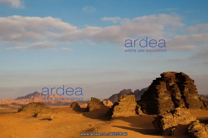 : Jordan, Wadi Rum desert : Jordan, Wadi Rum desert