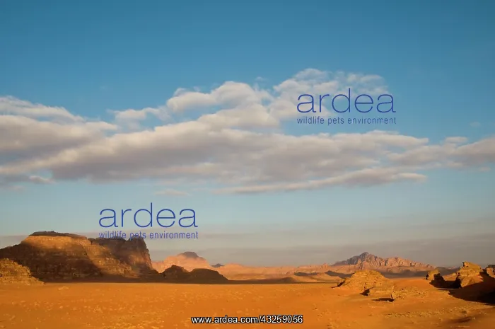 : Jordan, Wadi Rum desert : Jordan, Wadi Rum desert
