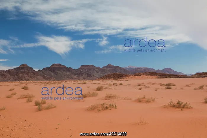 : Jordan, Wadi Rum, desert landscape : Jordan, Wadi Rum, desert landscape