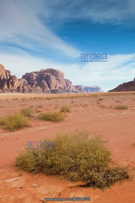 : Jordan, Wadi Rum, desert landscape : Jordan, Wadi Rum, desert landscape