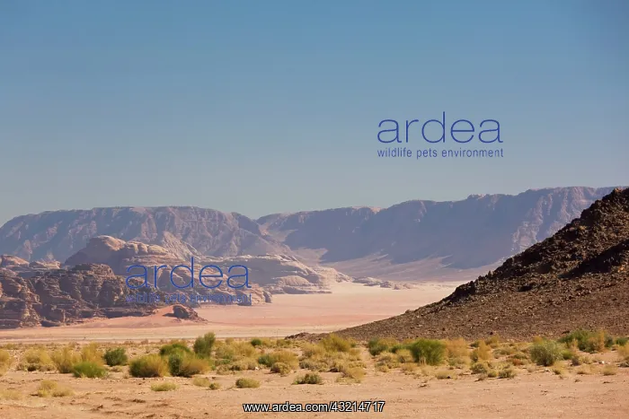 : Jordan, Wadi Rum, desert landscape : Jordan, Wadi Rum, desert landscape