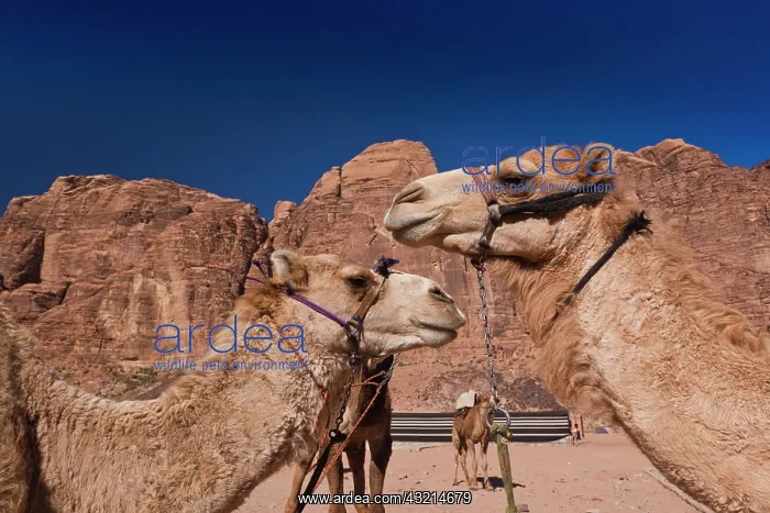 : Jordan, Wadi Rum, Rum village, camels : Jordan, Wadi Rum, Rum village, camels