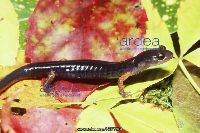 : Jordan's Salamander : Jordan's Salamander