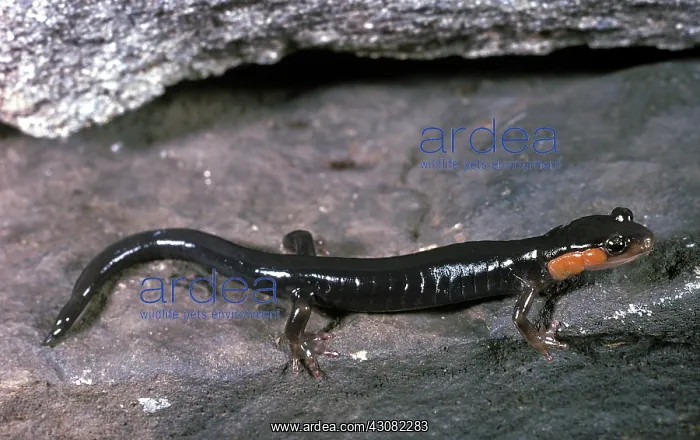 : Jordan's Salamander : Jordan's Salamander