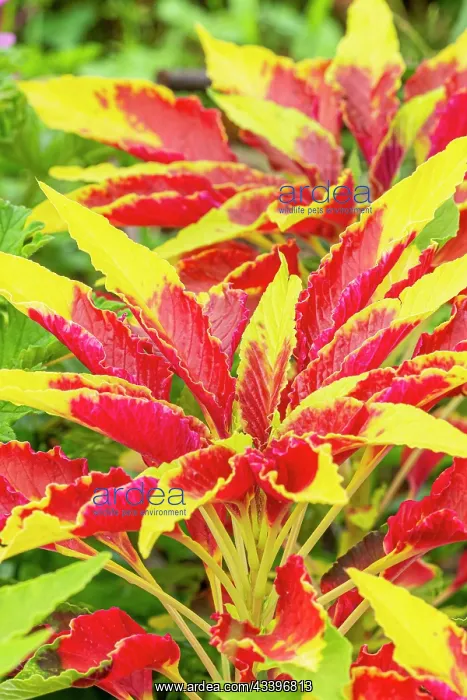 : Joseph's Coat, Amaranthus tricolor Splendens Perfecta : Joseph's Coat, Amaranthus tricolor Splendens Perfecta