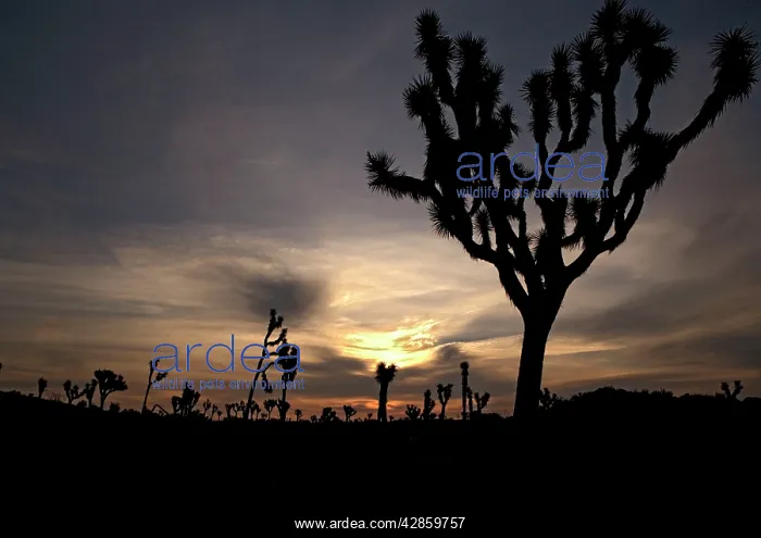 : Joshua Tree : Joshua Tree