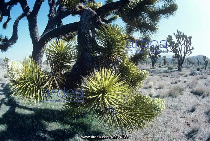 : Joshua Tree : Joshua Tree