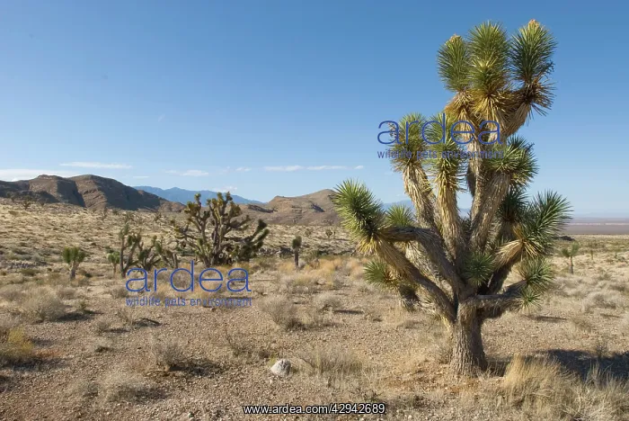 : Joshua tree : Joshua tree