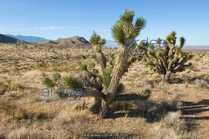 : Joshua tree : Joshua tree