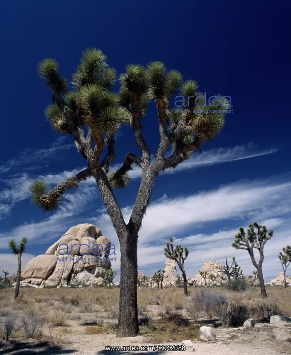 : Joshua tree : Joshua tree