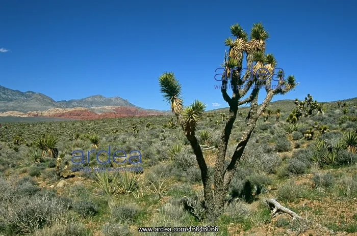 : Joshua tree : Joshua tree