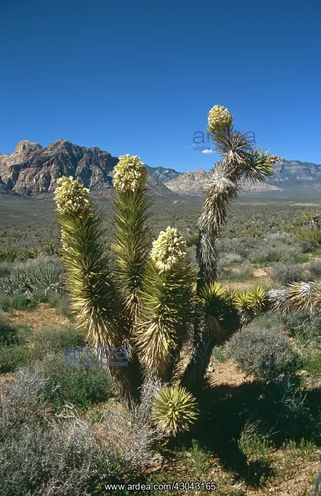 : Joshua tree : Joshua tree