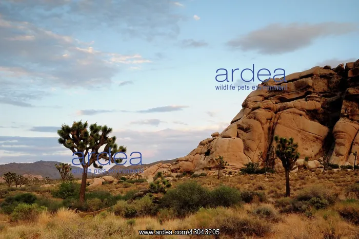 : Joshua tree : Joshua tree