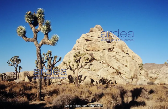 : Joshua tree : Joshua tree
