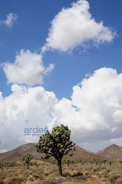  : Joshua tree