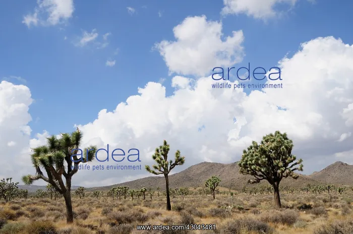 : Joshua tree : Joshua tree