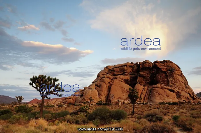 : Joshua tree : Joshua tree